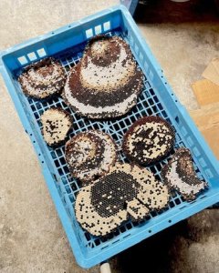 秋の収穫！【蜂の子】の時期がやってきた！