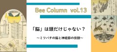 「脳」は頭だけじゃない？ミツバチの脳と神経節の役割
