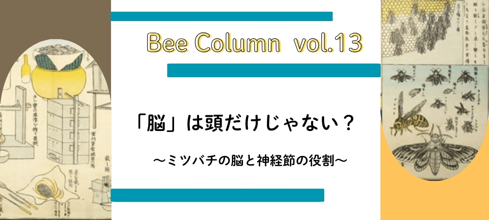 「脳」は頭だけじゃない？ミツバチの脳と神経節の役割