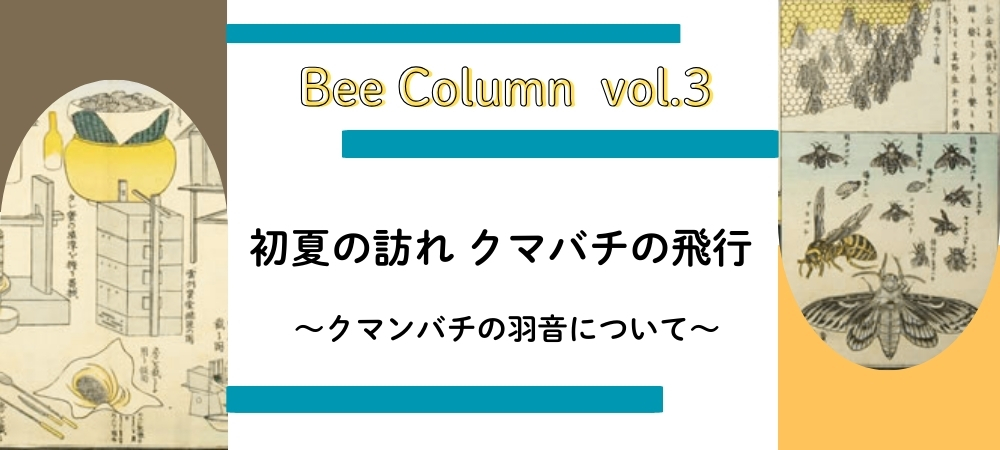 初夏の訪れ クマバチの飛行
