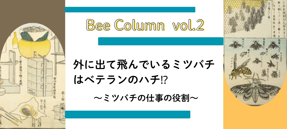 外に出て飛んでいるミツバチはベテランのハチ⁉